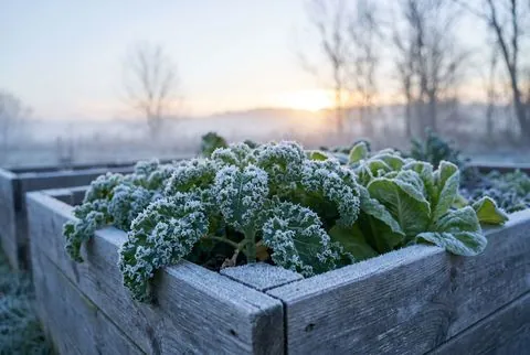 Frosted kale in a raised bed