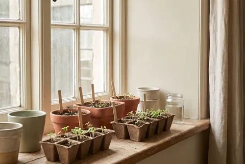 Seed trays with seedlings on a sunny windowsill